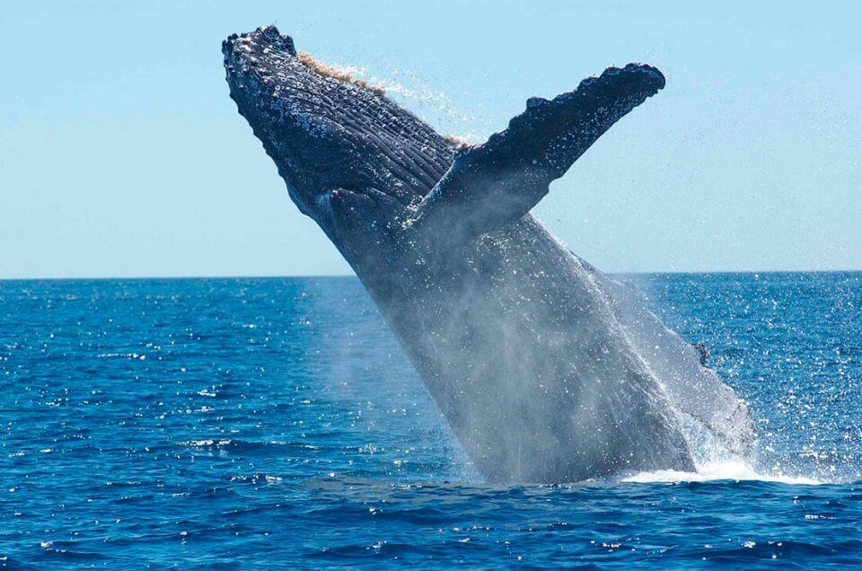 Humpback Whale Watching in Panama
