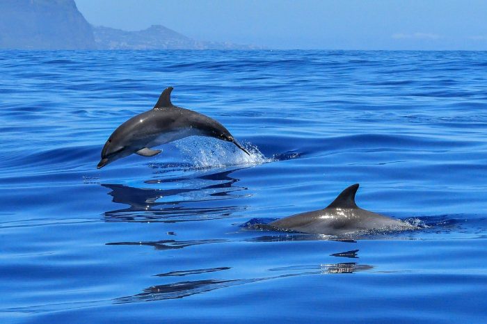 Tour de delfines – Golfo de Chiriquí