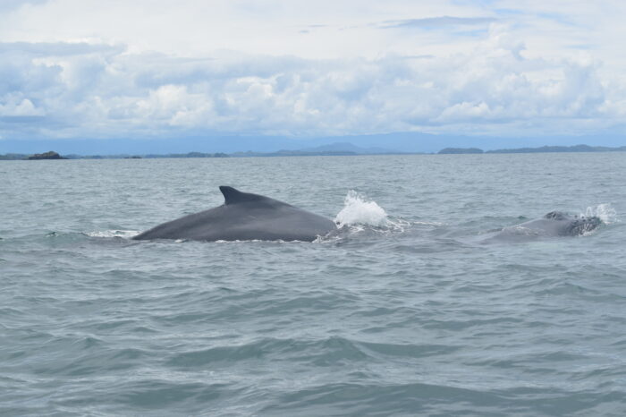 Whale Watching Gulf of Chiriqui