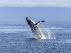 WHALE WATCHING TOUR AT GAMEZ AND PARIDAS