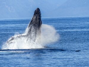 WHALE WATCHING SHARED TOUR TO GAMEZ AND PARIDAS