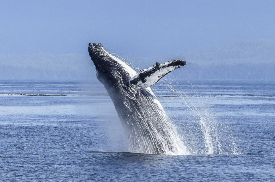 Tour whale watching