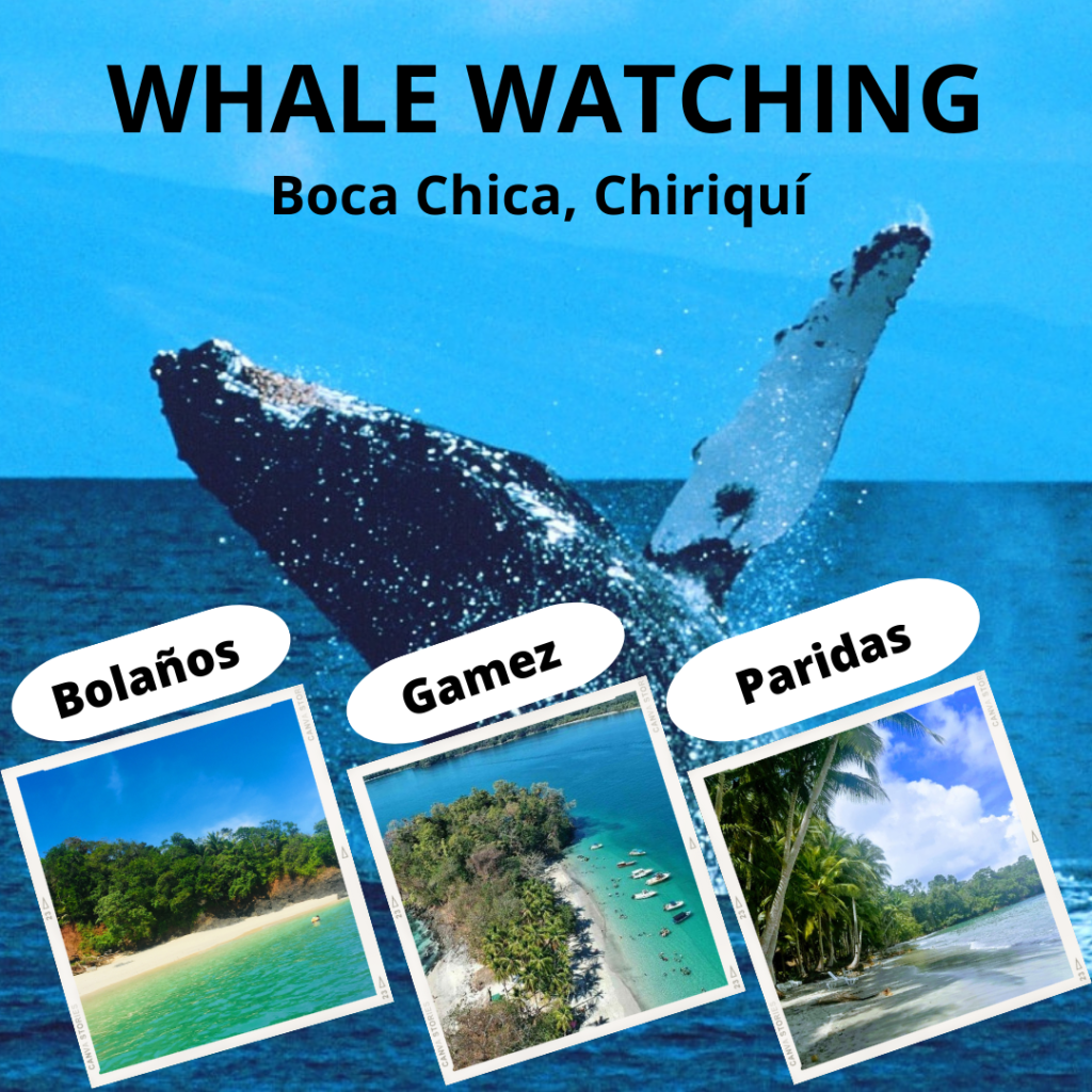 Unforgettable whale watching tour in Boca Chica, Chiriquí
