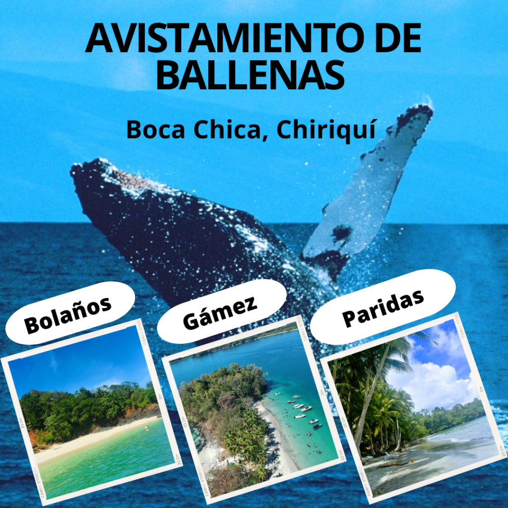 Tour inol vidable de avistamiento de ballenas