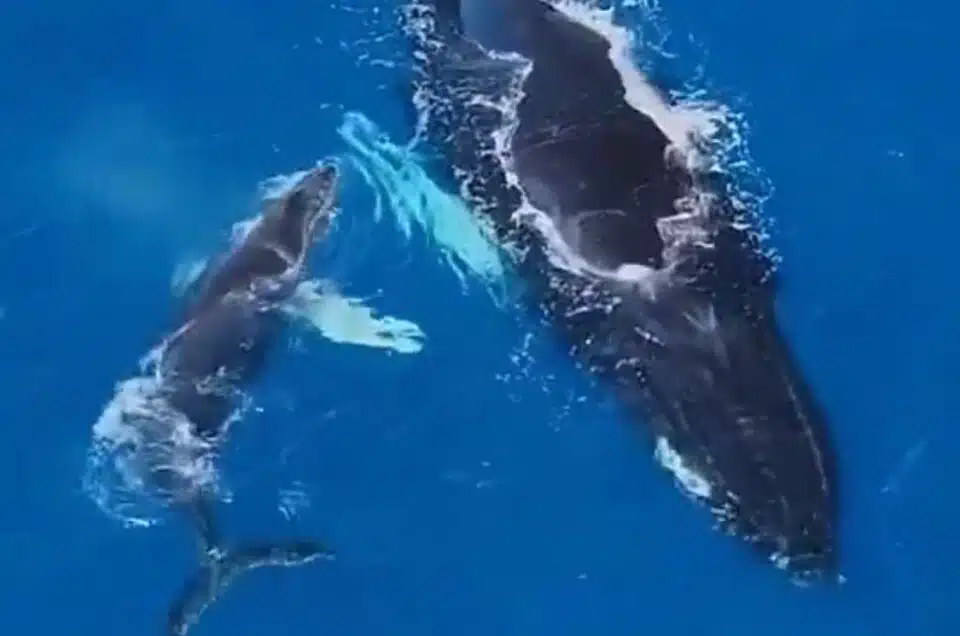 Whale watching in Boca Chica