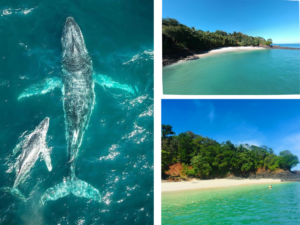 Whale Watching & Bolaños Island Hopping Adventure