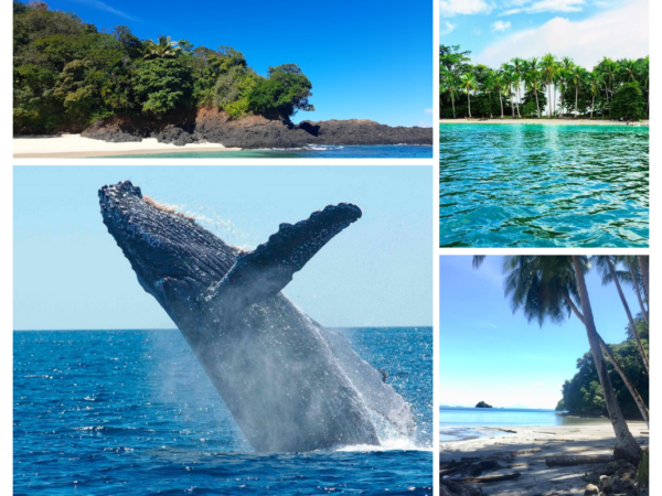 Whale Watching & Three Island Hopping Excursion