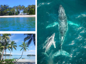 Whale Watching With Gamez or Paridas Island Hopping