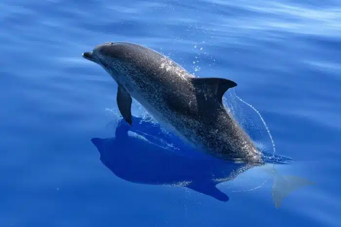 Dolphin Tour – Gulf of Chiriqui